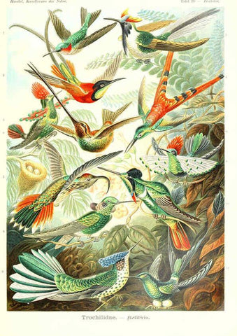 Reproducción/Reproduction 6197854888: Kunstformen der Natur Leipzig und Wien :Verlag des Bibliographischen Instituts,1904