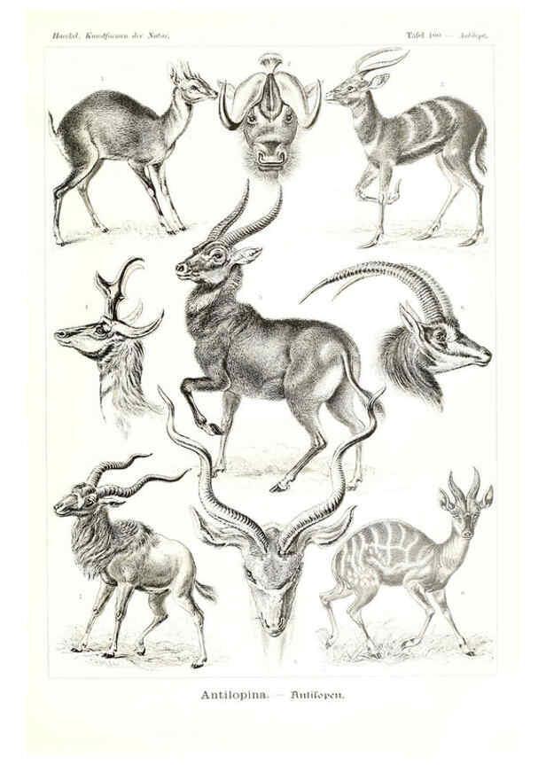 Reproducción/Reproduction 6197335579: Kunstformen der Natur Leipzig und Wien :Verlag des Bibliographischen Instituts,1904