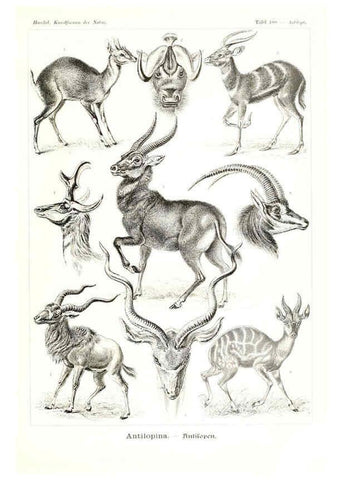 Reproducción/Reproduction 6197335579: Kunstformen der Natur Leipzig und Wien :Verlag des Bibliographischen Instituts,1904
