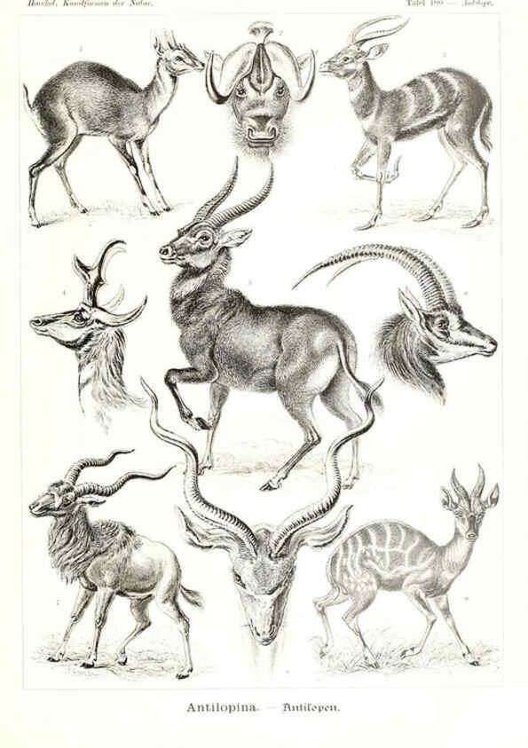 Reproducción/Reproduction 6197335579: Kunstformen der Natur Leipzig und Wien :Verlag des Bibliographischen Instituts,1904
