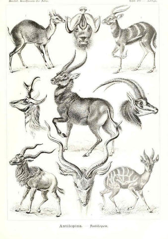 Reproducción/Reproduction 6197335579: Kunstformen der Natur Leipzig und Wien :Verlag des Bibliographischen Instituts,1904