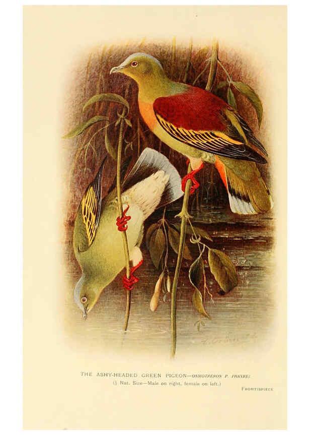 Reproducción/Reproduction 6197374075: Indian pigeons and doves London,Witherby & Co.,1913