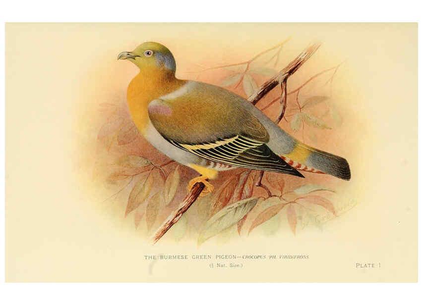 Reproducción/Reproduction 6197374303: Indian pigeons and doves London,Witherby & Co.,1913