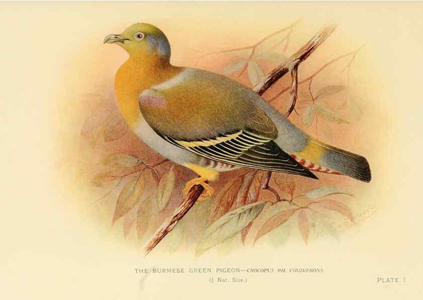 Reproducción/Reproduction 6197374303: Indian pigeons and doves London,Witherby & Co.,1913