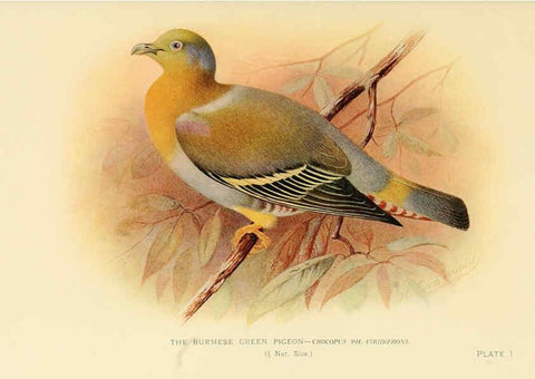 Reproducción/Reproduction 6197374303: Indian pigeons and doves London,Witherby & Co.,1913