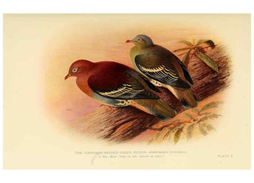 Reproducción/Reproduction 6197894056: Indian pigeons and doves London,Witherby & Co.,1913