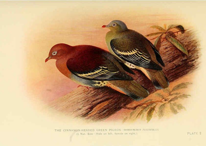 Reproducción/Reproduction 6197894056: Indian pigeons and doves London,Witherby & Co.,1913