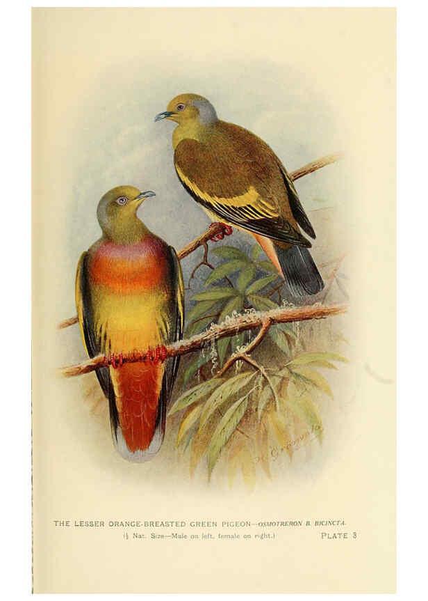 Reproducción/Reproduction 6197894292: Indian pigeons and doves London,Witherby & Co.,1913