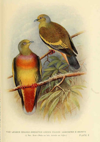 Reproducción/Reproduction 6197894292: Indian pigeons and doves London,Witherby & Co.,1913