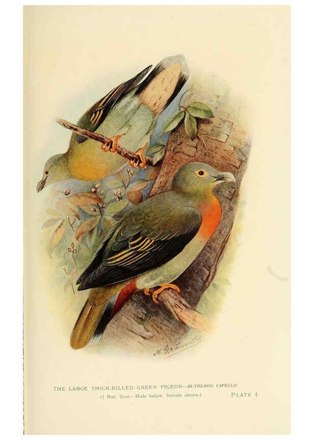 Reproducción/Reproduction 6197894446: Indian pigeons and doves London,Witherby & Co.,1913