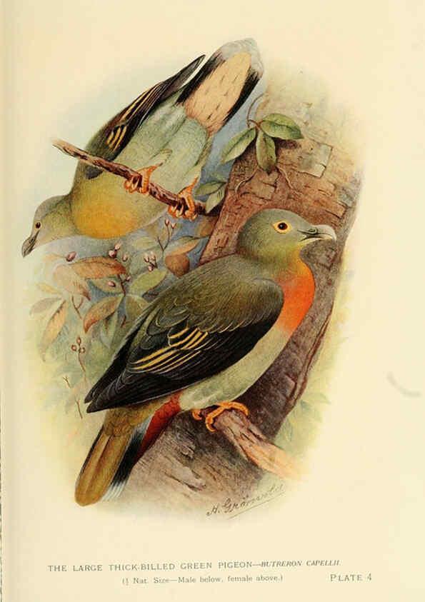 Reproducción/Reproduction 6197894446: Indian pigeons and doves London,Witherby & Co.,1913