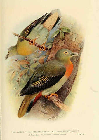 Reproducción/Reproduction 6197894446: Indian pigeons and doves London,Witherby & Co.,1913