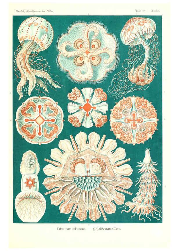 Reproducción/Reproduction 6197854762: Kunstformen der Natur Leipzig und Wien :Verlag des Bibliographischen Instituts,1904