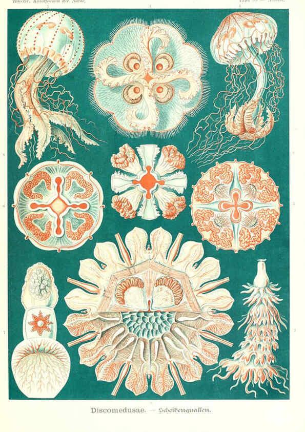 Reproducción/Reproduction 6197854762: Kunstformen der Natur Leipzig und Wien :Verlag des Bibliographischen Instituts,1904