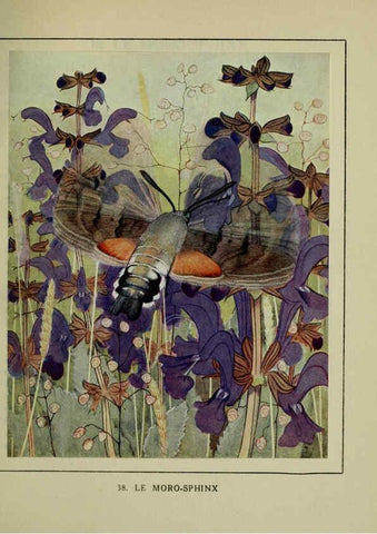 Reproducción/Reproduction 6197414097: Les papillons dans la nature Neuchâtel ;Éditions Delachaux and Niestlé, s.a., 1934