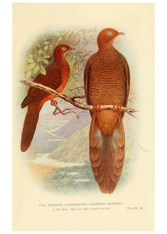 Reproducción/Reproduction 6197378659: Indian pigeons and doves London,Witherby & Co.,1913