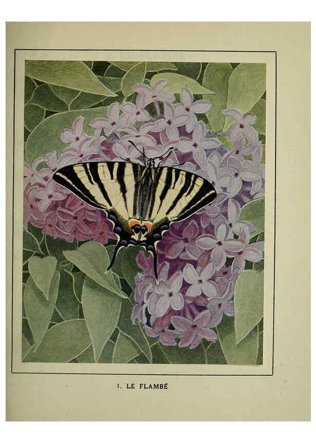 Reproducción/Reproduction 6197927968: Les papillons dans la nature Neuchâtel ;Éditions Delachaux and Niestlé, s.a., 1934