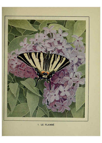 Reproducción/Reproduction 6197927968: Les papillons dans la nature Neuchâtel ;Éditions Delachaux and Niestlé, s.a., 1934