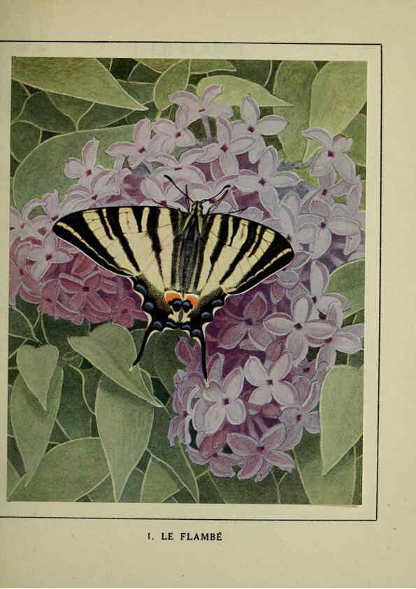 Reproducción/Reproduction 6197927968: Les papillons dans la nature Neuchâtel ;Éditions Delachaux and Niestlé, s.a., 1934