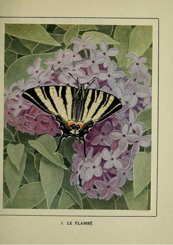 Reproducción/Reproduction 6197927968: Les papillons dans la nature Neuchâtel ;Éditions Delachaux and Niestlé, s.a., 1934