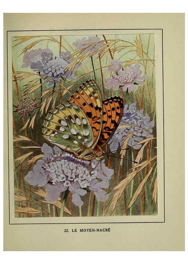 Reproducción/Reproduction 6197931276: Les papillons dans la nature Neuchâtel ;Éditions Delachaux and Niestlé, s.a., 1934