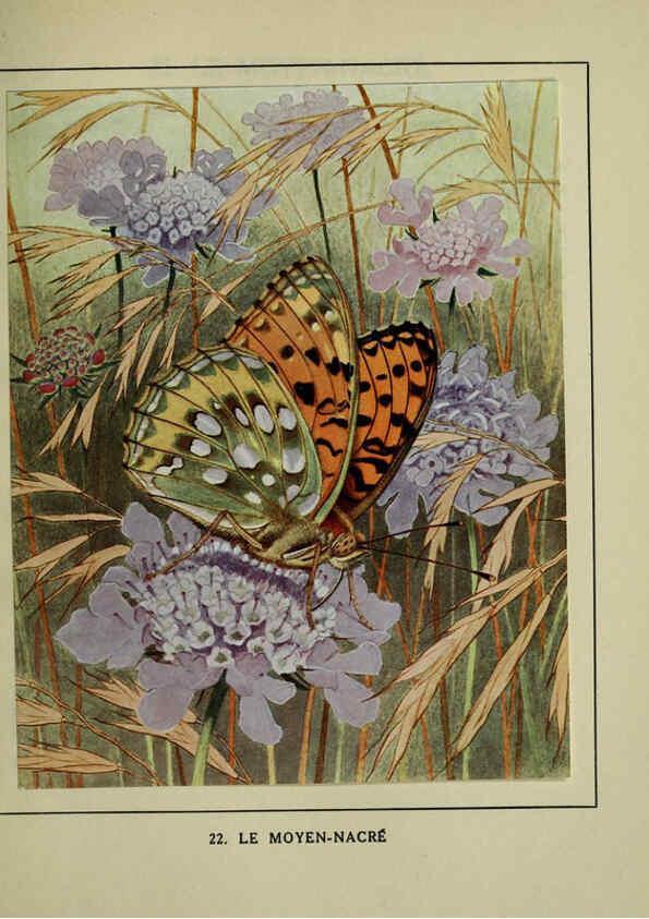 Reproducción/Reproduction 6197931276: Les papillons dans la nature Neuchâtel ;Éditions Delachaux and Niestlé, s.a., 1934