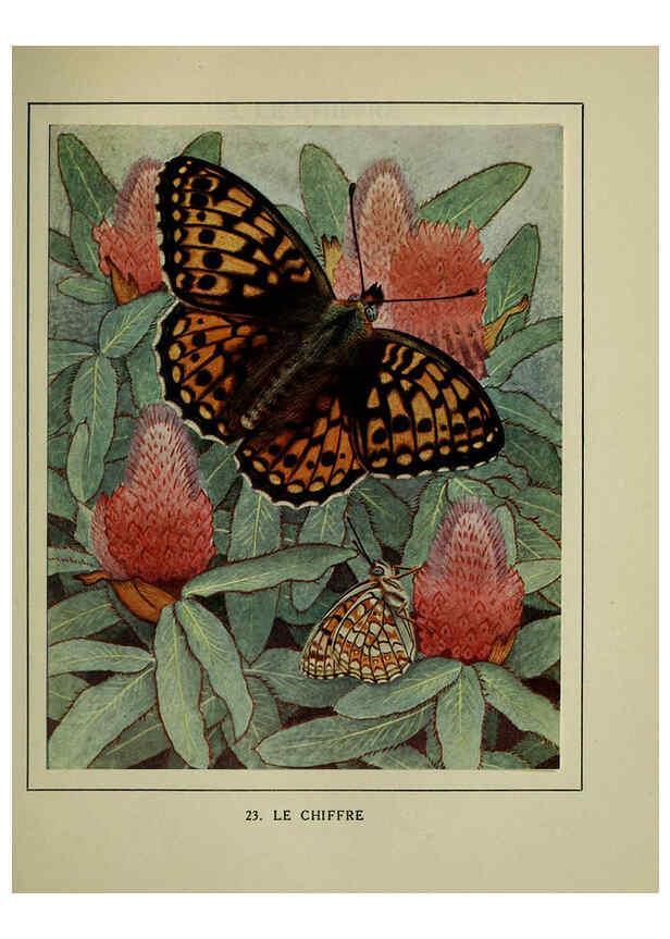 Reproducción/Reproduction 6197931416: Les papillons dans la nature Neuchâtel ;Éditions Delachaux and Niestlé, s.a., 1934