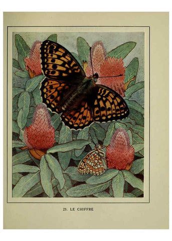 Reproducción/Reproduction 6197931416: Les papillons dans la nature Neuchâtel ;Éditions Delachaux and Niestlé, s.a., 1934