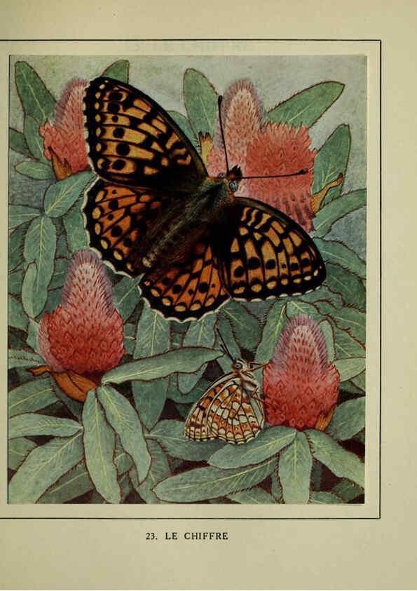 Reproducción/Reproduction 6197931416: Les papillons dans la nature Neuchâtel ;Éditions Delachaux and Niestlé, s.a., 1934