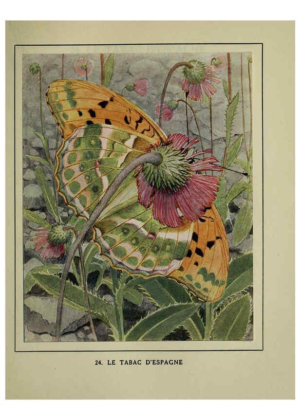 Reproducción/Reproduction 6197411985: Les papillons dans la nature Neuchâtel ;Éditions Delachaux and Niestlé, s.a., 1934