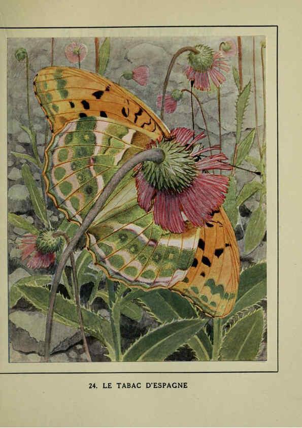 Reproducción/Reproduction 6197411985: Les papillons dans la nature Neuchâtel ;Éditions Delachaux and Niestlé, s.a., 1934