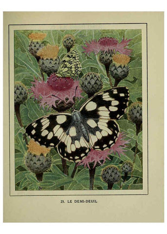Reproducción/Reproduction 6197931728: Les papillons dans la nature Neuchâtel ;Éditions Delachaux and Niestlé, s.a., 1934