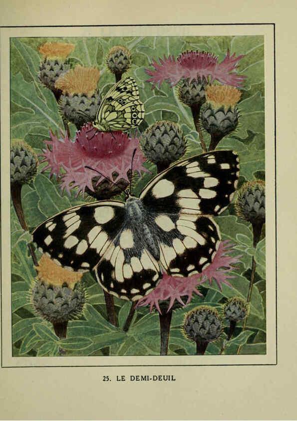 Reproducción/Reproduction 6197931728: Les papillons dans la nature Neuchâtel ;Éditions Delachaux and Niestlé, s.a., 1934