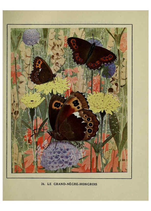 Reproducción/Reproduction 6197412293: Les papillons dans la nature Neuchâtel ;Éditions Delachaux and Niestlé, s.a., 1934