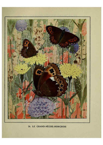 Reproducción/Reproduction 6197412293: Les papillons dans la nature Neuchâtel ;Éditions Delachaux and Niestlé, s.a., 1934