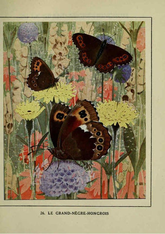 Reproducción/Reproduction 6197412293: Les papillons dans la nature Neuchâtel ;Éditions Delachaux and Niestlé, s.a., 1934