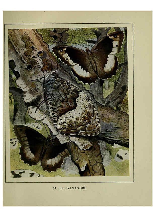 Reproducción/Reproduction 6197931998: Les papillons dans la nature Neuchâtel ;Éditions Delachaux and Niestlé, s.a., 1934