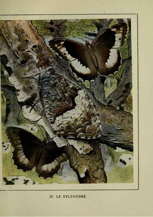 Reproducción/Reproduction 6197931998: Les papillons dans la nature Neuchâtel ;Éditions Delachaux and Niestlé, s.a., 1934