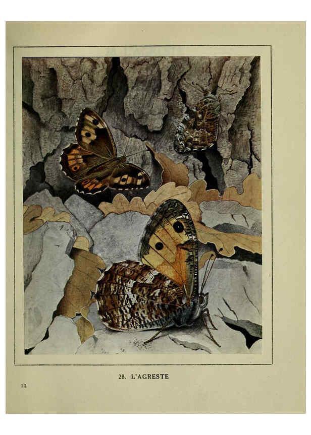 Reproducción/Reproduction 6197412633: Les papillons dans la nature Neuchâtel ;Éditions Delachaux and Niestlé, s.a., 1934