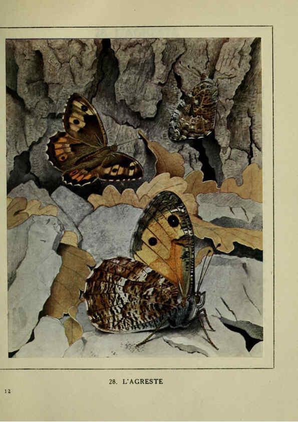 Reproducción/Reproduction 6197412633: Les papillons dans la nature Neuchâtel ;Éditions Delachaux and Niestlé, s.a., 1934