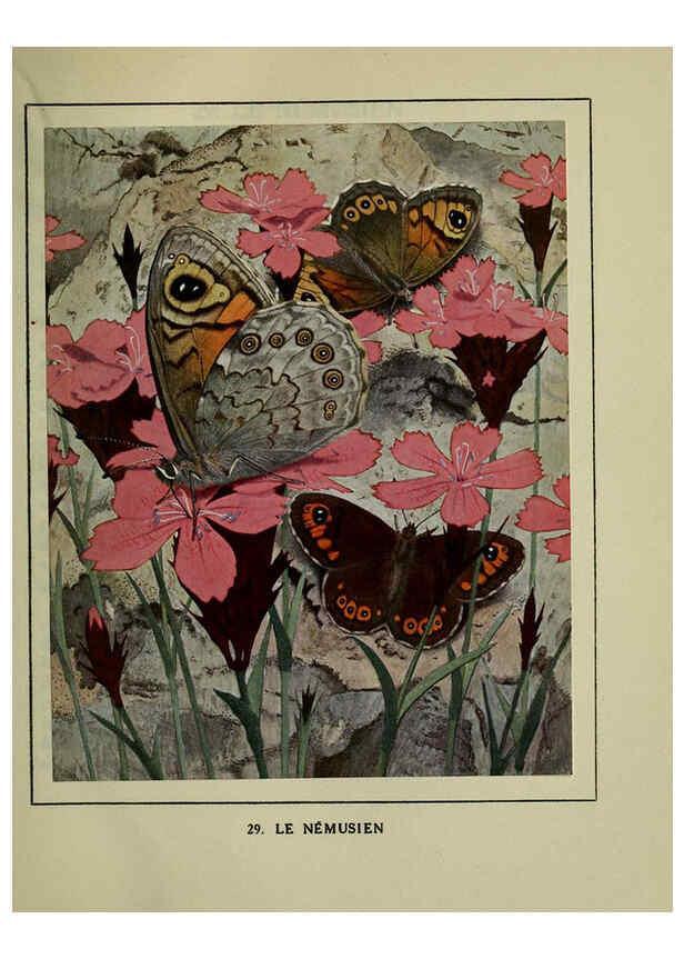 Reproducción/Reproduction 6197932404: Les papillons dans la nature Neuchâtel ;Éditions Delachaux and Niestlé, s.a., 1934