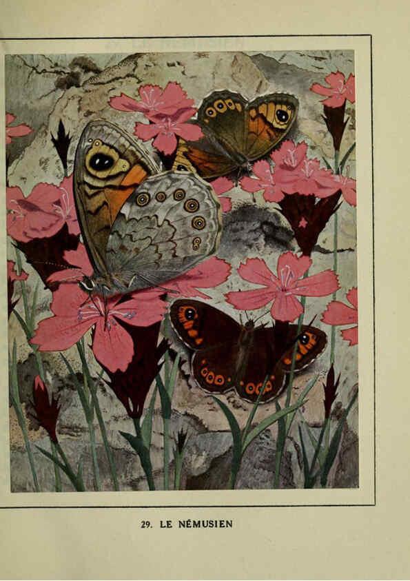 Reproducción/Reproduction 6197932404: Les papillons dans la nature Neuchâtel ;Éditions Delachaux and Niestlé, s.a., 1934