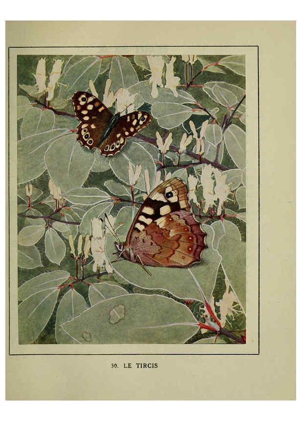 Reproducción/Reproduction 6197932522: Les papillons dans la nature Neuchâtel ;Éditions Delachaux and Niestlé, s.a., 1934