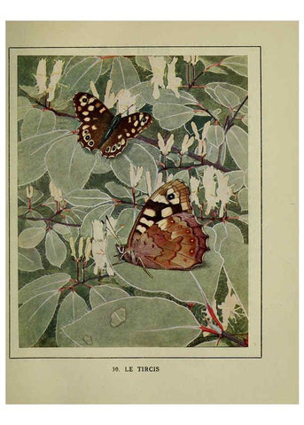 Reproducción/Reproduction 6197932522: Les papillons dans la nature Neuchâtel ;Éditions Delachaux and Niestlé, s.a., 1934