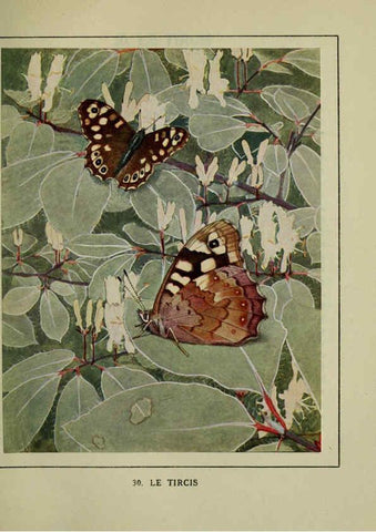 Reproducción/Reproduction 6197932522: Les papillons dans la nature Neuchâtel ;Éditions Delachaux and Niestlé, s.a., 1934