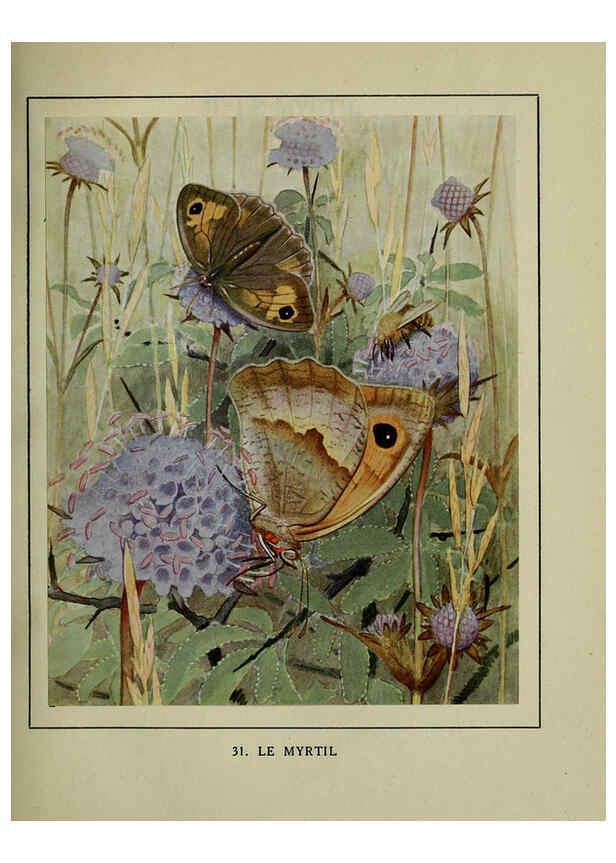 Reproducción/Reproduction 6197932640: Les papillons dans la nature Neuchâtel ;Éditions Delachaux and Niestlé, s.a., 1934