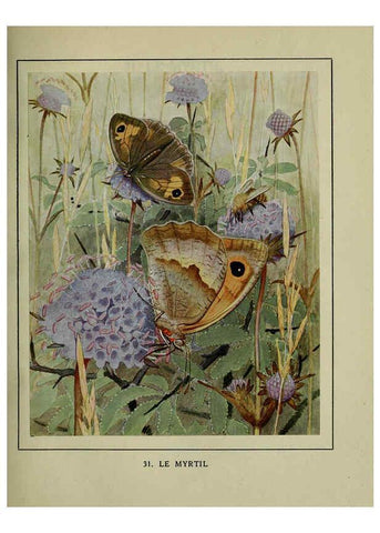 Reproducción/Reproduction 6197932640: Les papillons dans la nature Neuchâtel ;Éditions Delachaux and Niestlé, s.a., 1934