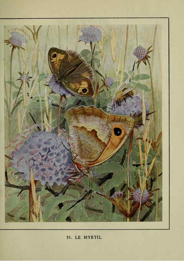Reproducción/Reproduction 6197932640: Les papillons dans la nature Neuchâtel ;Éditions Delachaux and Niestlé, s.a., 1934