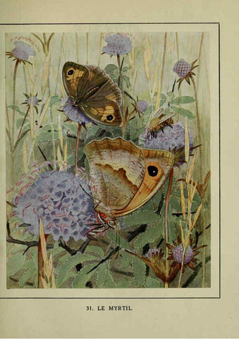 Reproducción/Reproduction 6197932640: Les papillons dans la nature Neuchâtel ;Éditions Delachaux and Niestlé, s.a., 1934