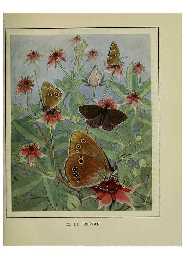 Reproducción/Reproduction 6197932816: Les papillons dans la nature Neuchâtel ;Éditions Delachaux and Niestlé, s.a., 1934